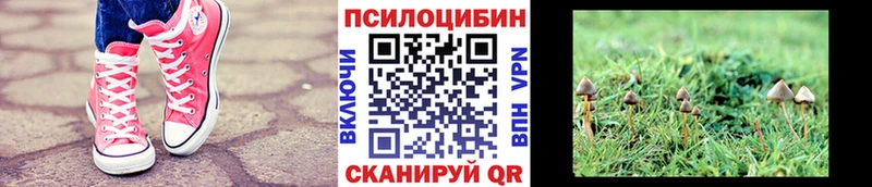Псилоцибиновые грибы Psilocybe  хочу наркоту  Мышкин 